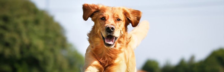 Dog day care in Fort Worth Texas Dogs Unleashed Daycare 1