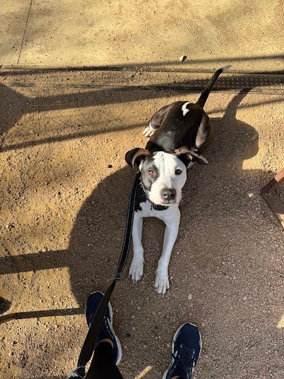 Dog day care in Fort Worth Texas Night and Day K9 Training 1