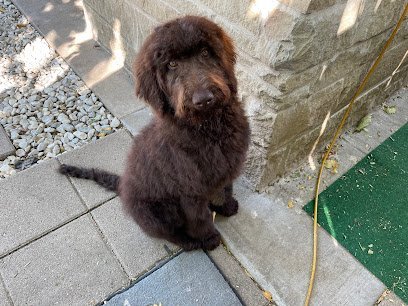 Dog day care in Fort Worth Texas Pawpular Pet Spaw 1