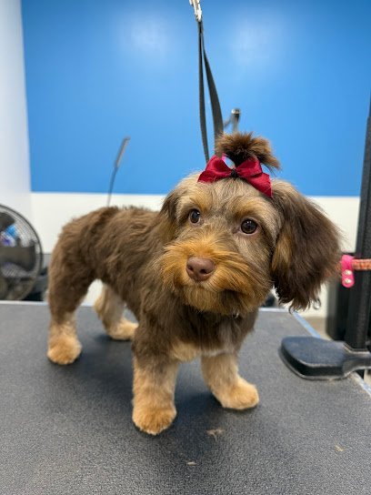 Dog day care in Fort Worth Texas Pet Care Plus 1