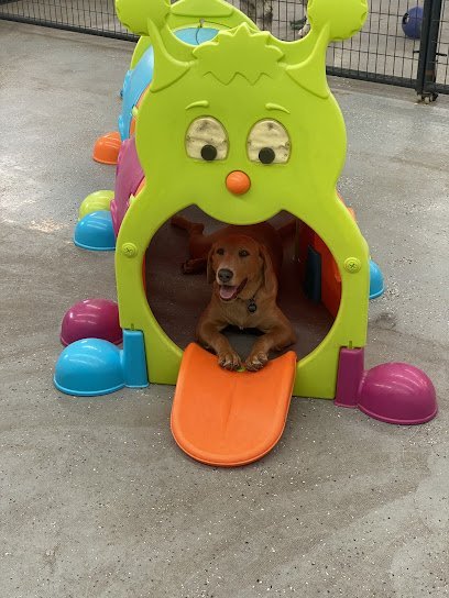 Dog day care in Frankfort New York K 9 Collar Club 1