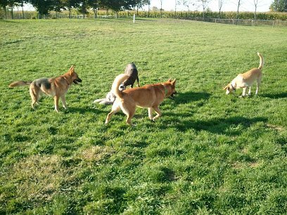 Dog day care in Franklin Indiana Golden Post Kennel 1