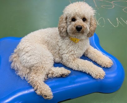 Dog day care in Franklin Massachusetts Dogtopia of Franklin Village 1