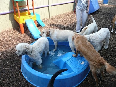 Dog day care in Franklin Massachusetts Happy Tails Doggy Daycare Inc  1