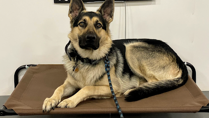 Dog day care in Franklin Massachusetts Hilltop Canine LLC 1