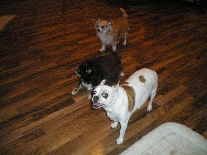 Dog day care in Franklin Ohio Treat Your Sweet Pet pet sitter your home or ours 1