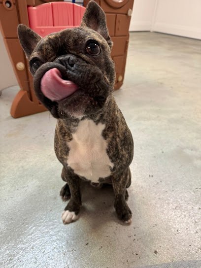 Dog day care in Franklin Tennessee Pawsh Pawradise 1