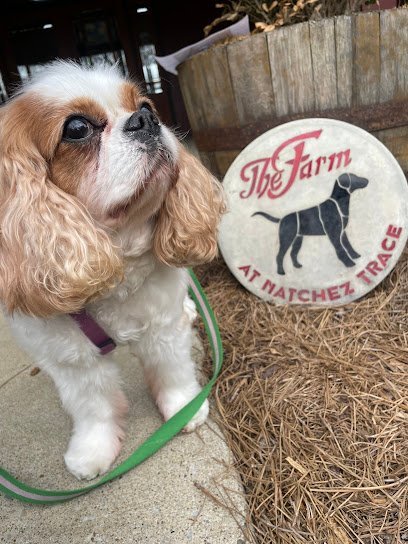 Dog day care in Franklin Tennessee The Farm At Natchez Trace 1