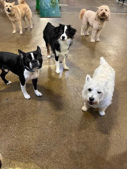 Dog day care in Fraser Michigan Ruffin It Pet Resort Inc 1
