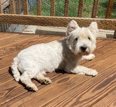 Dog day care in Frederick Maryland A Walk With Jen Inc  1