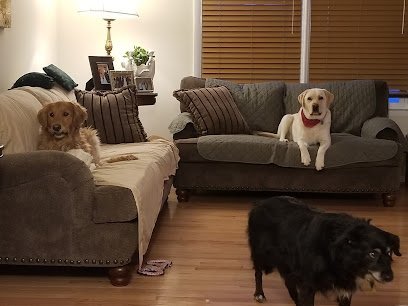 Dog day care in Frederick Maryland Sarah s Dog Haven 1