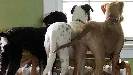 Dog day care in Frederick Maryland TailWaggers Inn 1