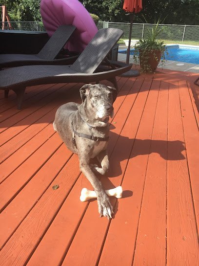 Dog day care in Freehold New Jersey Animal Nannies To Go LLC 1