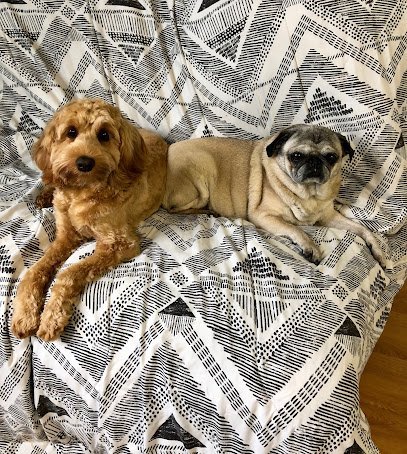 Dog day care in Freeport New York Malibu Pet Hotel Pet Boarding 1