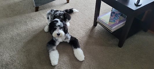 Dog day care in Fremont Indiana Fremont Dog Lodge 1