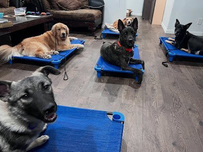 Dog day care in Frisco Texas JRK9 Dog Training 1