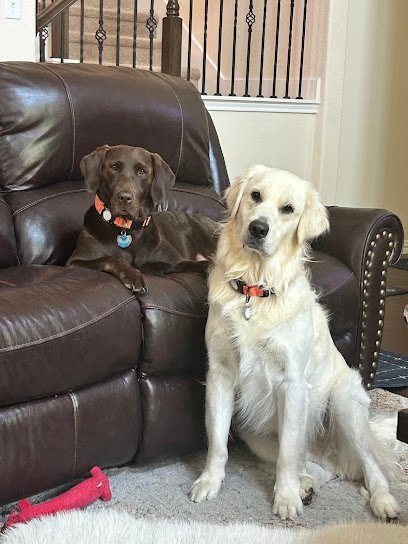 Dog day care in Frisco Texas Legacy Dog Resort 1