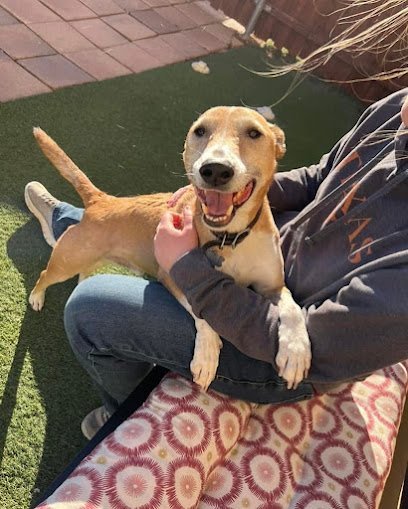 Dog day care in Frisco Texas Ohana Pet Resort 1