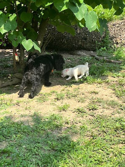 Dog day care in Frostburg Maryland Animal House 1