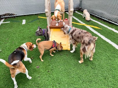 Dog day care in Fulton New York Fort Frisbee LLC 1