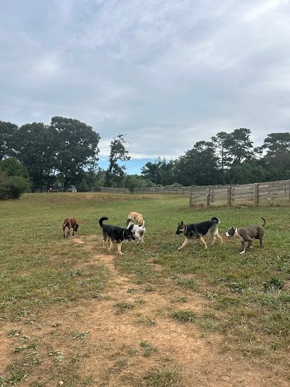 Dog day care in Gainesville Georgia Bark Camp Farm