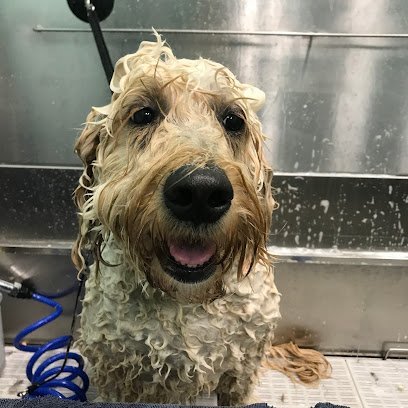 Dog day care in Gaithersburg Maryland A Doggie Day 1