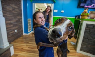 Dog day care in Gaithersburg Maryland Hounds Town Gaithersburg 1