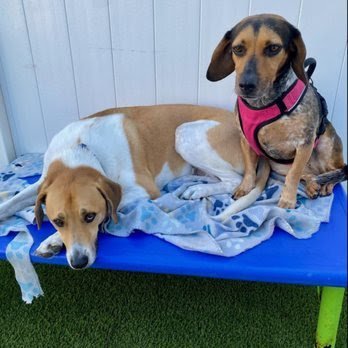 Dog day care in Gambrills Maryland The Pup Camp 1