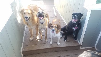 Dog day care in Gansevoort New York Jerzey s Dog Resort 1