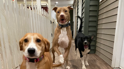 Dog day care in Gansevoort New York WuffDorf Astoria 1