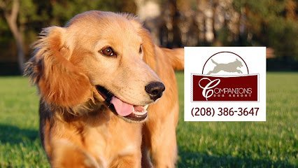 Dog day care in Garden City Idaho Companions Dog Resort 1