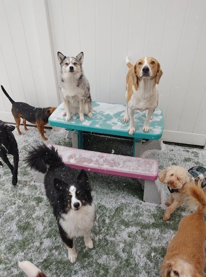 Dog day care in Garden City Michigan Lucky Dog Luxury Daycare Boarding 1