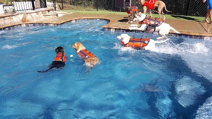 Dog day care in Gastonia North Carolina Bubbles Bows Tropical Pet Resort Spa Inc 1