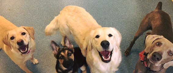 Dog day care in Gastonia North Carolina Tails R Waggin  Day Spa and Resort 1