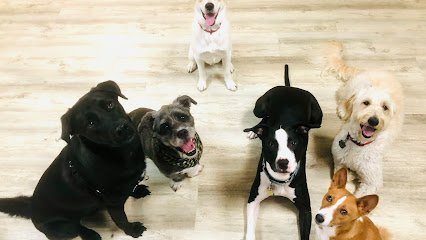 Dog day care in Germantown Maryland Pack Place K9 1