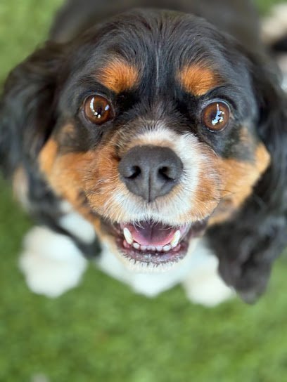 Dog day care in Gibson Louisiana Happy Tails Doggie Day Care LLC 1