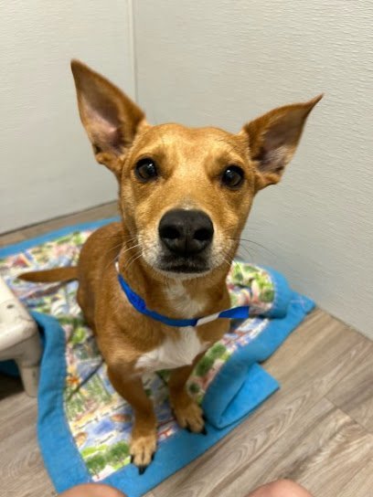 Dog day care in Gladstone Missouri Digs Dog Care 1