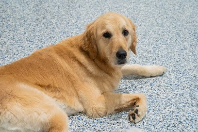 Dog day care in Glen Cove New York Dan s Pet Care Glen Cove 1