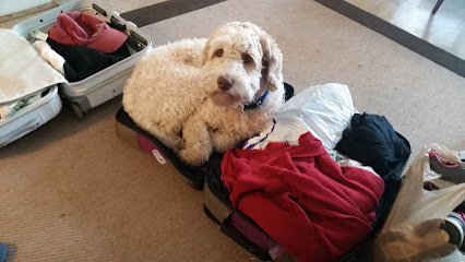 Dog day care in Glen Rock New Jersey The Daily Skoop LLC 1