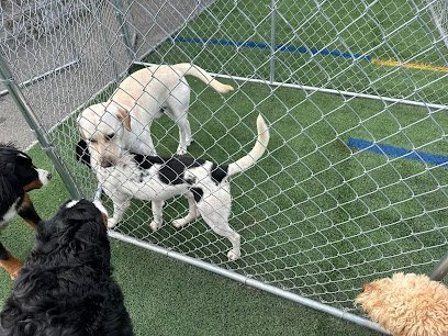 Dog day care in Glenburn Maine Woof LLC 1