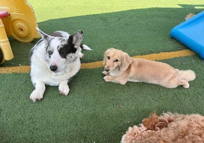 Dog day care in Glenmont New York Shawna s Dogs 1