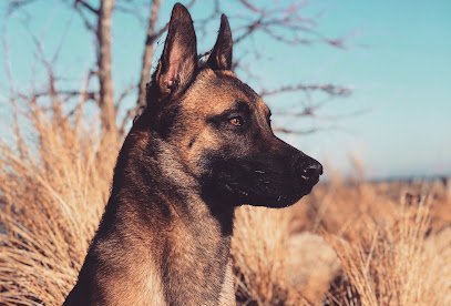 Dog day care in Glenview Illinois North Shore K 9 1