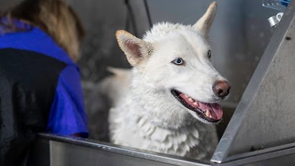 Dog day care in Gloucester Massachusetts Dogtown Daycare 1