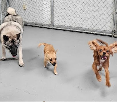 Dog day care in Gloversville New York Dig It Dogs LLC 1