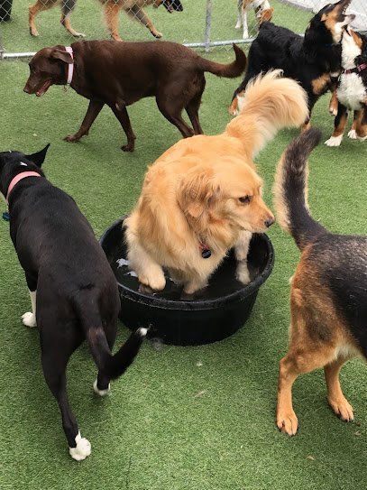 Dog day care in Gobles Michigan Best Friend Academy 1