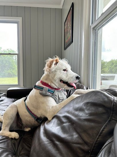 Dog day care in Goodlettsville Tennessee Go Fetch Pet Resort 1