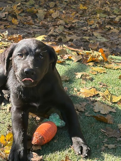 Dog day care in Goshen New York Posh Pets Doggy Daycare 1