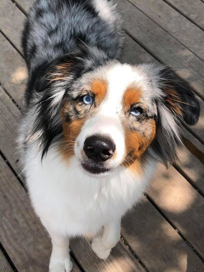 Dog day care in Grand Haven Michigan Doggie Detailing and Resort 1