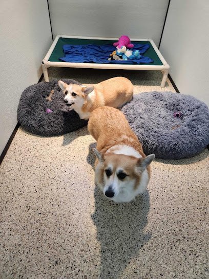 Dog day care in Grand Rapids Michigan Whiskers Resort Pet Spa 1