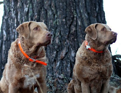 Dog day care in Grand Rapids Minnesota Itasca Dog Lodge 1